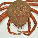 peixexpres-productos-centollo-cantabrico-1