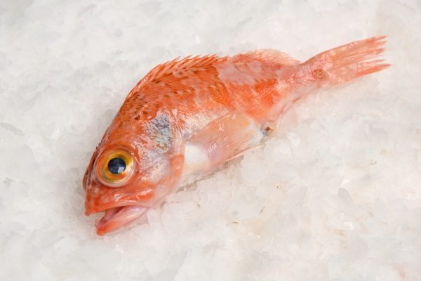 Escarapota