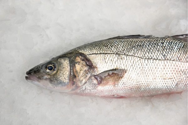 Lubina salvaje