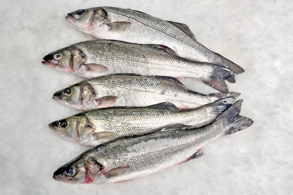 Lubina salvaje