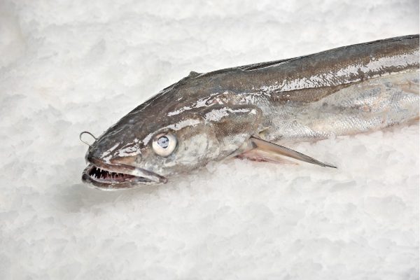 Merluza del pincho de Burela