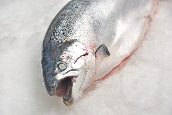 Salmón noruego